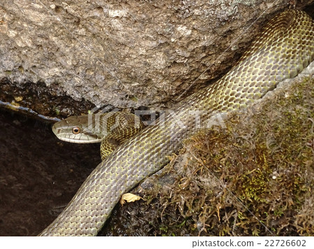 Snake life of Aoda-sho Snake life of Aoda-sho 22726602