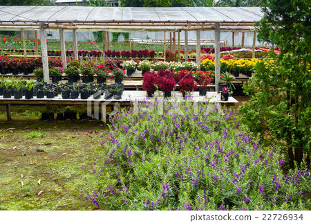 Different flower plant in greenhouse Different flower plant in greenhouse 22726934