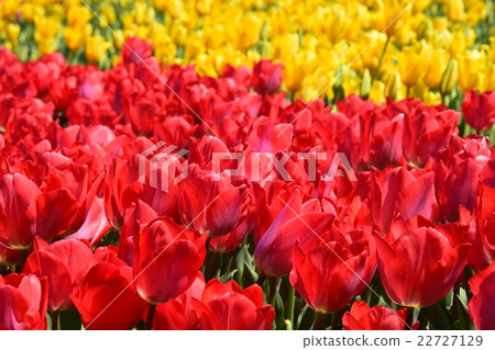 Tulip Sensation ~ Florente Miyazaki · Spring Floral Festival ~ (Miyazaki City, Miyazaki Prefecture) Tulip Sensation ~ Florente Miyazaki · Spring Floral Festival ~ (Miyazaki City, Miyazaki Prefecture) 22727129