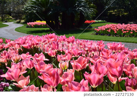 Tulip Sensation ~ Florente Miyazaki · Spring Floral Festival ~ (Miyazaki City, Miyazaki Prefecture) Tulip Sensation ~ Florente Miyazaki · Spring Floral Festival ~ (Miyazaki City, Miyazaki Prefecture) 22727130