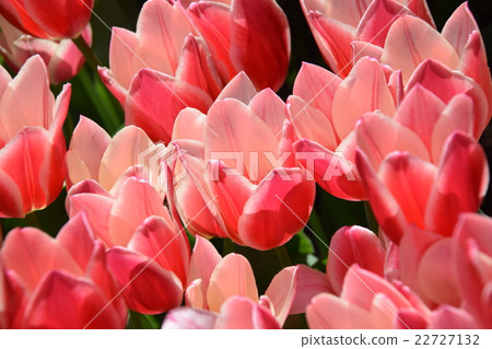 Tulip Sensation~Florente Miyazaki·春季花卉節〜（宮崎縣宮崎市） 22727132