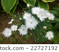 White Nadeshiko 22727192