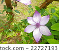 Clematis 22727193