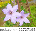Clematis 22727195
