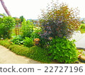 Early summer garden 22727196