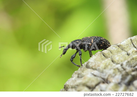 Weevil Weevil 22727682