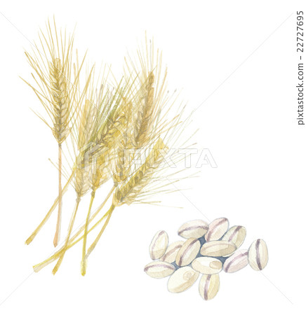 Rice cake wheat - Stock Illustration [22727695] - PIXTA