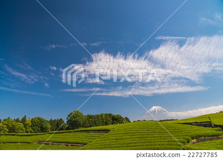 茶園和富士山 茶園和富士山 22727785