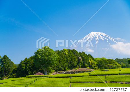 茶園和富士山 茶園和富士山 22727787