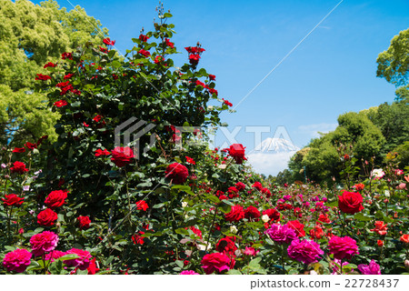 Roses and Mt. Fuji 22728437