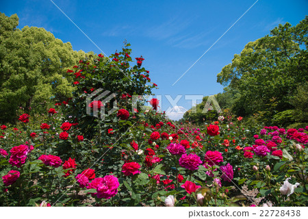 Roses and Mt. Fuji 22728438