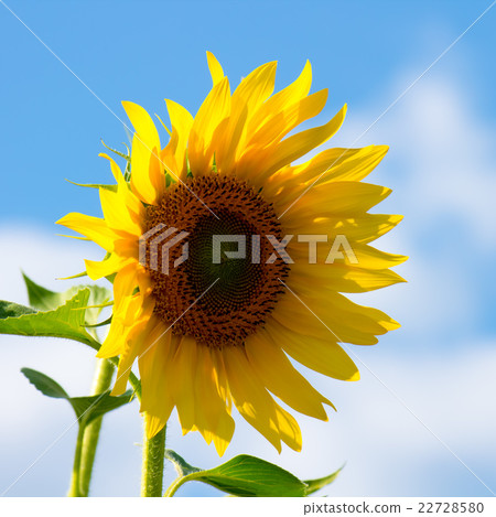 Sunflower 22728580