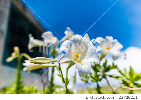 Flower, Lepidoptera, closeup. Okinawa, Japan, Asia. Flower, Lepidoptera, closeup. Okinawa, Japan, Asia. 22729211