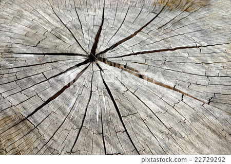 Surface of the timber 22729292