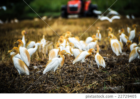 Eastern cattle egret Eastern cattle egret 22729405