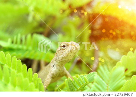 Brown chameleon on the tree Brown chameleon on the tree 22729407