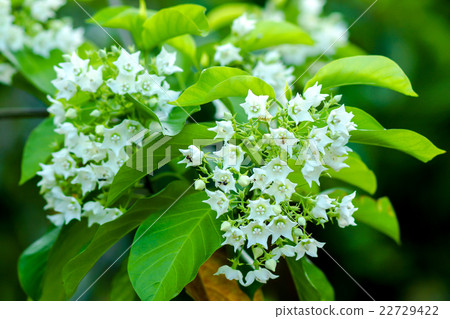 Fragrant white flowers. 22729422