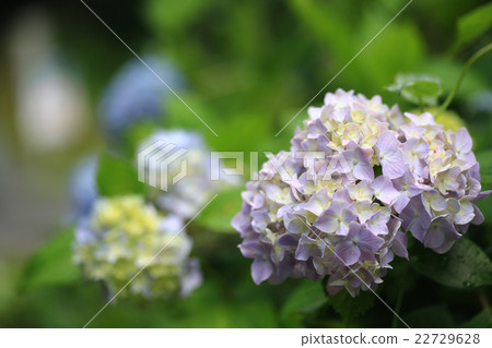 Hydrangea 651 22729628