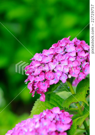 繡球 繡球 22729757