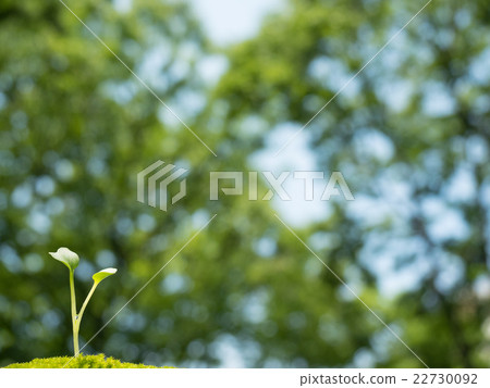 萌芽在新鮮的綠色 萌芽在新鮮的綠色 22730092