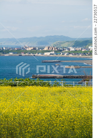 Rapeseed field and the Japan Sea Rapeseed field and the Japan Sea 22730517