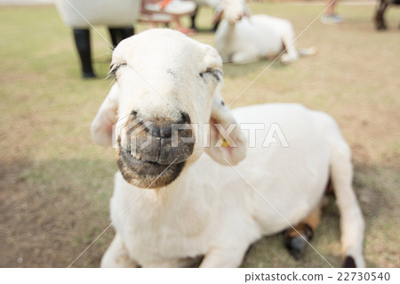 Sheep farm in eating grass , soft focus Sheep farm in eating grass , soft focus 22730540