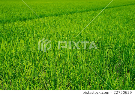 Paddy field 22730639