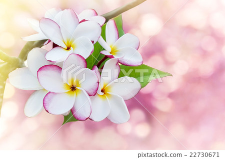 frangrant flowers plumeria or frangipani on bokeh  22730671