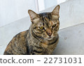 closeup a cat 22731031