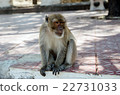 Monkey homeless 22731033
