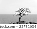 dead tree on the rock, monochrome background 22731034