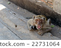 Monkey menace 22731064