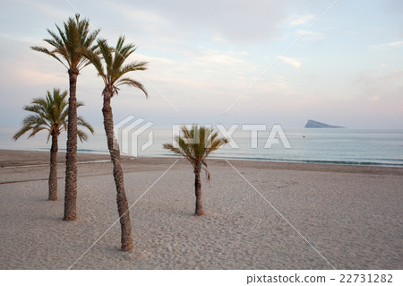 Benidorm Alicante beach palm trees 22731282