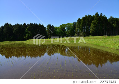 Tanned rice which has been rice-planted Tanned rice which has been rice-planted 22731383
