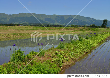 Iryo blooming on the shore 22731384