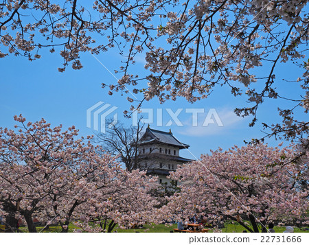 福山城堡和櫻花 22731666