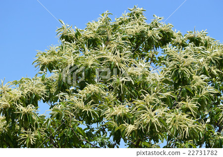 板栗花 22731782