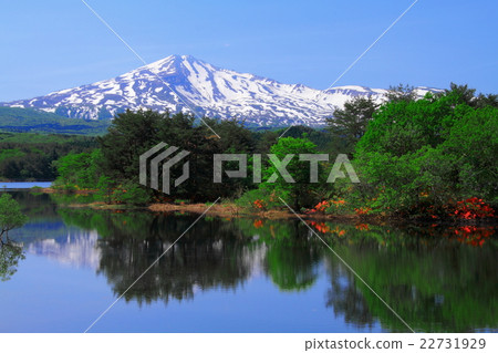 Chokai的杜鵑花和剩下的雪的大谷池塘 22731929