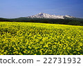 Chokai和油菜花 22731932