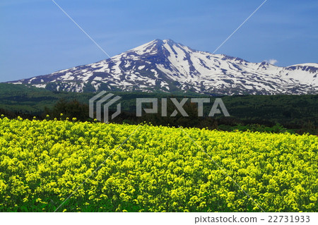 Chokai和油菜花 22731933