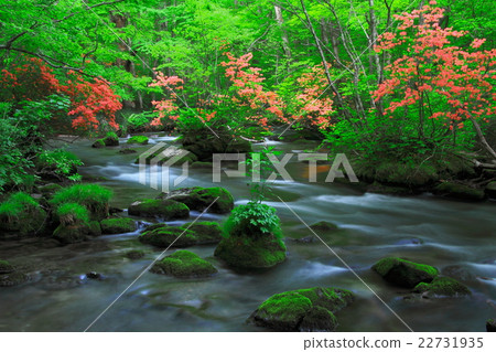 Oirase新鮮綠色的流·三部曲流 Oirase新鮮綠色的流·三部曲流 22731935