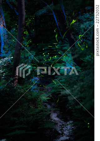 螢火蟲 螢火蟲 22732032