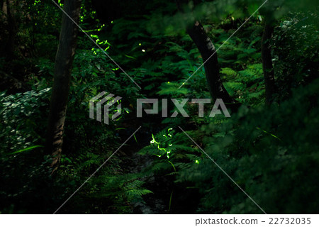 螢火蟲 螢火蟲 22732035