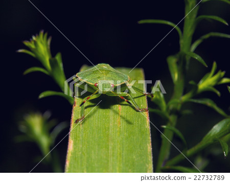 Shield Bug On A leaf Shield Bug On A leaf 22732789