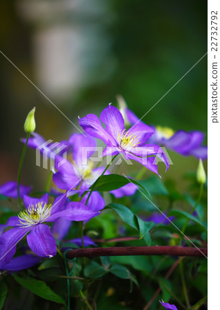 Purple clematis flowers in the garden Purple clematis flowers in the garden 22732792