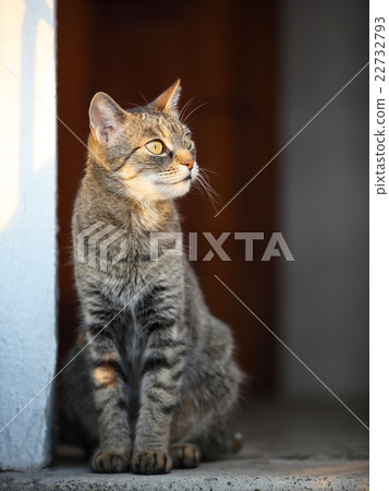 domestic cat looking into the distance domestic cat looking into the distance 22732793
