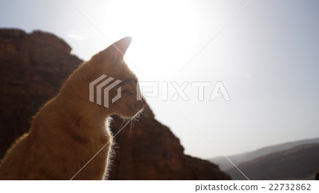 你覺得貓怎麼樣？ 22732862