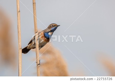 Bluethroat or Luscinia svecica 22733726