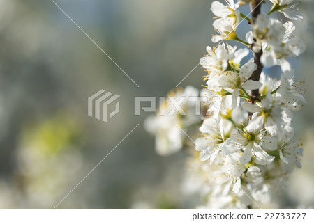 Blackthorn or Prunus Spinosa blossoms 22733727