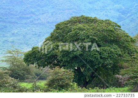 African scenic forest African scenic forest 22733735